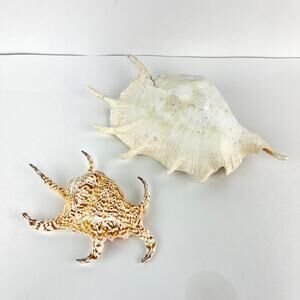 Pair of Spider Conch Sea Shells